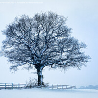 Buy canvas prints of A solitary Tree in a Sparse Winter Wonderland by Lee Kershaw