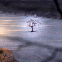 Buy canvas prints of Winter Solitude by Lee Kershaw