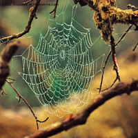 Buy canvas prints of Spider's Web by Lee Kershaw