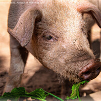 Buy canvas prints of Porky!! by Lee Kershaw