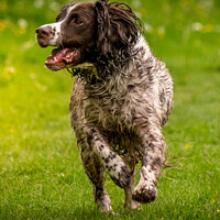 Buy canvas prints of Happy Dog by Lee Kershaw