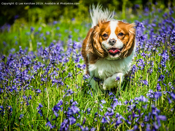 King Charles Spaniel in Spring Picture Board by Lee Kershaw