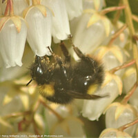 Buy canvas prints of Bee collecting pollen by Fiona Williams