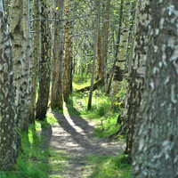 Buy canvas prints of Pathway through the forrest by Fiona Williams