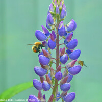 Buy canvas prints of Bee and Hover Fly on some flowers by Fiona Williams
