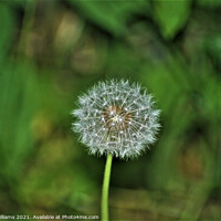 Buy canvas prints of Dandelion by Fiona Williams