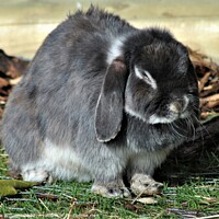 Buy canvas prints of Dwarf Lop Eared Rabbit by Fiona Williams