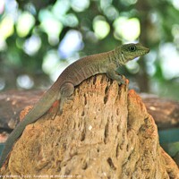 Buy canvas prints of Gekko on a rock by Fiona Williams
