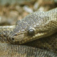 Buy canvas prints of King Python by Fiona Williams