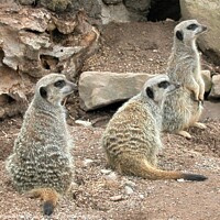 Buy canvas prints of Meerkat Family by Fiona Williams