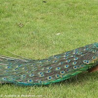 Buy canvas prints of Peacock with all his feathers closed by Fiona Williams