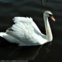 Buy canvas prints of Beautiful Swan by Fiona Williams