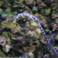 Buy canvas prints of Seahorse in Motion by Fiona Williams