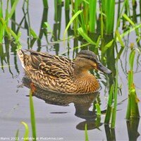 Buy canvas prints of Duck in the reeds by Fiona Williams