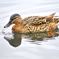 Buy canvas prints of Beautiful Brightly coloured duck by Fiona Williams