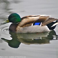 Buy canvas prints of Brightly coloured Mallard Duck by Fiona Williams