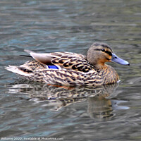 Buy canvas prints of Beautiful duck by Fiona Williams