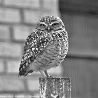 Buy canvas prints of Black and white owlette by Fiona Williams