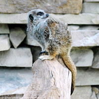 Buy canvas prints of Meerkat Perched on a log at Caldreglen park by Fiona Williams