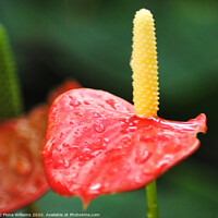 Buy canvas prints of Beautiful Anthurium in the tropical conservatory o by Fiona Williams