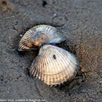 Buy canvas prints of Sea shells on Southerness Beach by Fiona Williams