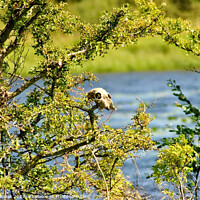 Buy canvas prints of Sheep skull in a tree at Parton Estate by Fiona Williams