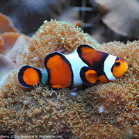 Buy canvas prints of Real life Nemo Clown fish on some anemonie by Fiona Williams