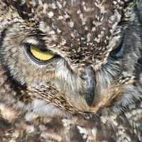 Buy canvas prints of European Eagle Owl up close by Fiona Williams
