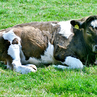 Buy canvas prints of Beautiful cow having a rest on the farm at Sweetheart Abbey Dumfries and  Galloway by Fiona Williams