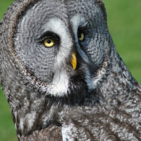 Buy canvas prints of A close up of a Great Grey Owl  by Fiona Williams