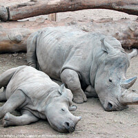 Buy canvas prints of Mum and baby white rhino at Blair Drummond Safari  by Fiona Williams
