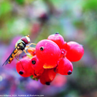 Buy canvas prints of A hoverfly on some berries in a garden in Freuchie by Fiona Williams