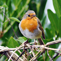 Buy canvas prints of Robin red breast on my garden fence by Fiona Williams