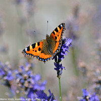 Buy canvas prints of A butterfly on some lavender by Fiona Williams