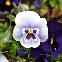 Buy canvas prints of Blue Pansies by Fiona Williams