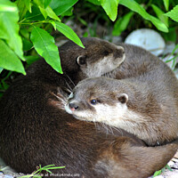 Buy canvas prints of Two otters cuddling by Fiona Williams
