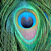 Buy canvas prints of Peacock Feather by Fiona Williams