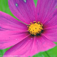Buy canvas prints of Pink and purple flower by Fiona Williams