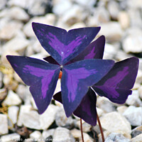 Buy canvas prints of Purple Oxalis Flower by Fiona Williams