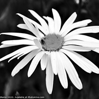 Buy canvas prints of Black and White Daisy by Fiona Williams