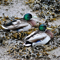 Buy canvas prints of Two Mallard Ducks on some seaweed by Fiona Williams