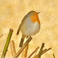 Buy canvas prints of Robin in the bushes in the snow by Fiona Williams
