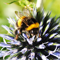 Buy canvas prints of A bee collecting pollen on a flower by Fiona Williams