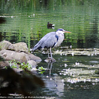 Buy canvas prints of Heron in the water at Kelvingrove by Fiona Williams