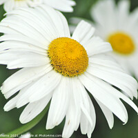 Buy canvas prints of Macro Daisies by Fiona Williams