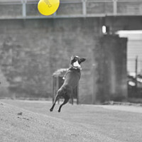 Buy canvas prints of Frenchie Dog jumping for a balloon by Fiona Williams