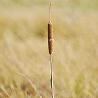 Buy canvas prints of Lone Reed in the field by Fiona Williams