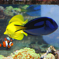 Buy canvas prints of Real Life Finding Nemo by Fiona Williams
