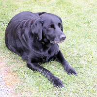 Buy canvas prints of Black Labrador on the grass by Fiona Williams