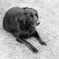 Buy canvas prints of Black Labrador on the grass in Black and white by Fiona Williams